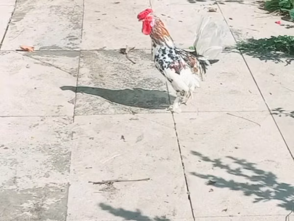 Japanisches Bantam
