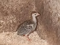Guinea fowl — 写真 1