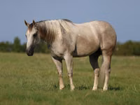 Horse (M), Quarter Horse — photo 2