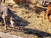 Cattle (batch, sex not specified), Simmental cattle — photo 4