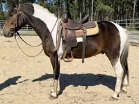 Cheval, American paint horse — photo 4