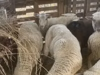 Sheep, Blackheaded Persian sheep — photo 5