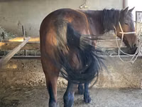 Kuda jantan, Tatar horse — foto 3