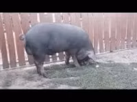 Babi jantan — foto 2