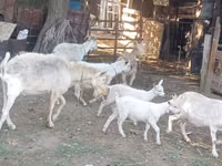 Chèvre, Dutch Landrace goats — photo 1