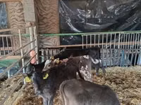 Banteng, Limousin cow — foto 3