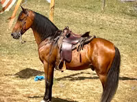 Kuda jantan, Tennessee Walking Horse — foto 3