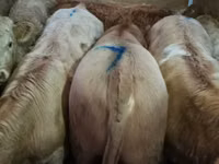 Rinder (Partie, Geschlecht nicht angegeben), Limousin-Kuh — Foto 1