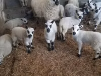 Widder, Cerry Hill sheep — Foto 2