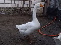 Geese — 写真 3