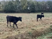 Cow, Wagyu — photo 1