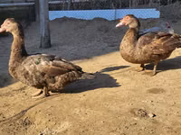 Ducks — 照片 3