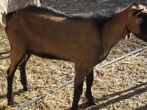 تيس, Alpine goat