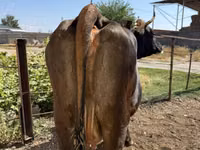 Vaca, Ganado vacuno — foto 4