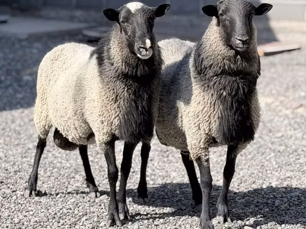 Carnero, Romanov sheep