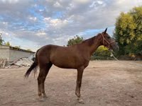 Yegua, Canadian horse breed — foto 2