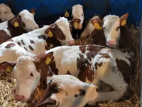 牛（ロット、性別未指定）, Simmental cattle — 写真 1