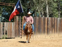 Caballo, Mule — foto 6