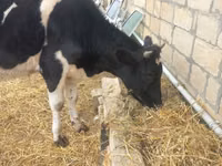 Toro, Russian Black pied cattle — foto 4