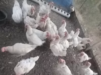 Leghorn — photo 4