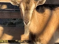 母山羊, West African dwarf goats — 照片 1