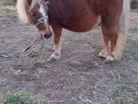 Stute, Shetland Pony — Foto 1