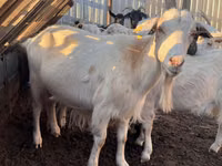 Ziege, Saanen goat — Foto 3