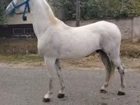 雄馬, Lipizzaner — 写真 2