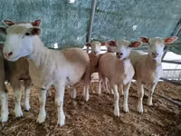 Sheep, Ile-de-France sheep — photo 4
