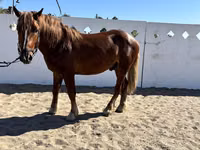Horse (M), Russian Heavy Draft — photo 4
