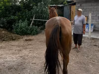 Yegua, Canadian horse breed — foto 3