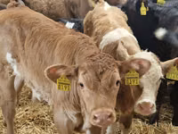 أبقار (دفعة، الجنس غير محدد), Simmental cattle — الصورة 4