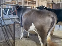 Vaca, Raza Holstein — foto 6
