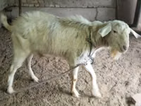 Chèvre, Irish goat — photo 1