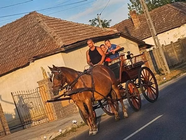 Кобыла, Лошади