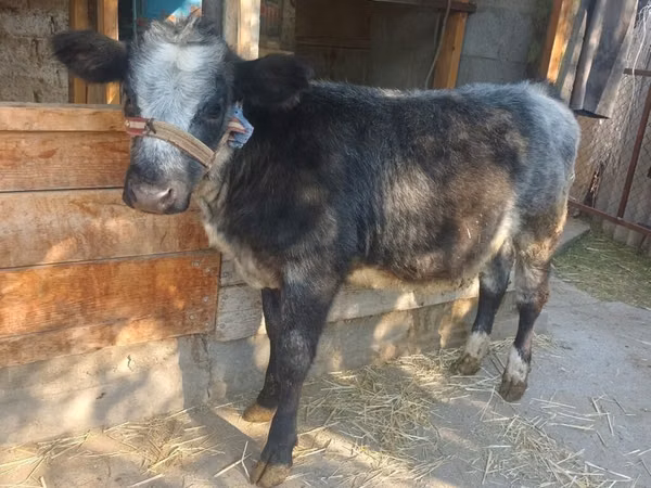 母牛, Belgian Blue