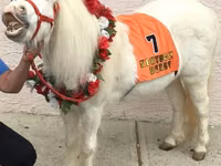 فرس, Miniature horse — الصورة 4