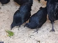 Ayam Cemani — photo 3