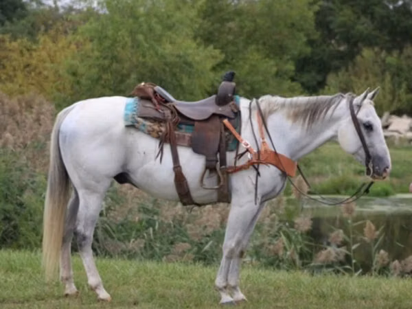 Cheval, Quarter Horse