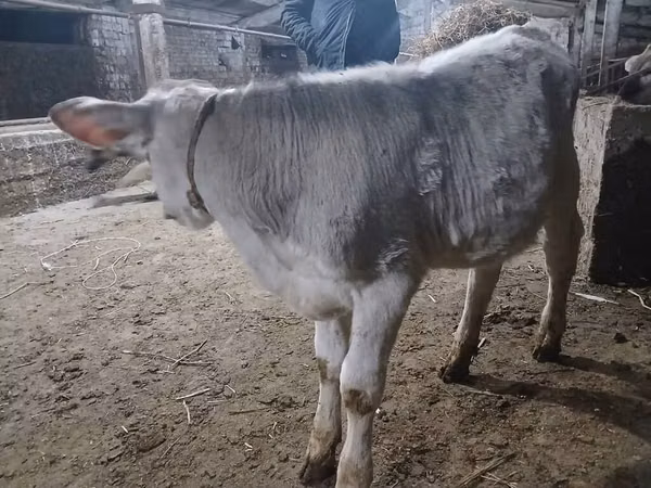 Бык, Коровы