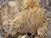 Chickens — photo 8