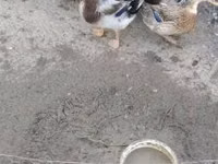 Ducks — الصورة 3