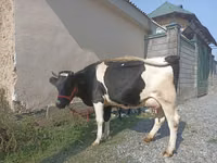 गाय, गोलस्टीन नस्ल — फ़ोटो 2