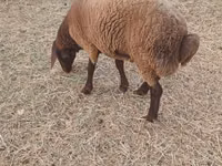 Ovejas (lote, sexo no especificado), Ovejas — foto 1