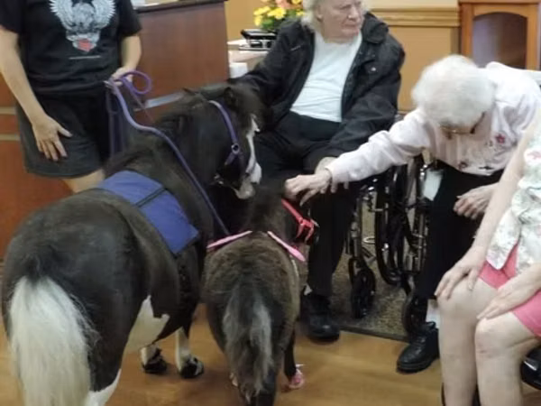 فرس, Miniature horse