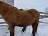 حصان, Yakutian horse — الصورة 5
