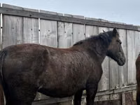 Jument, Horse breed — photo 1