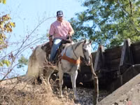 雄馬, Quarter Horse — 写真 3