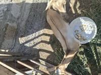 Billy Goat, Alpine goat — photo 8
