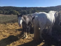 雄馬, Gypsy horse — 写真 2